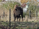 Bison 1